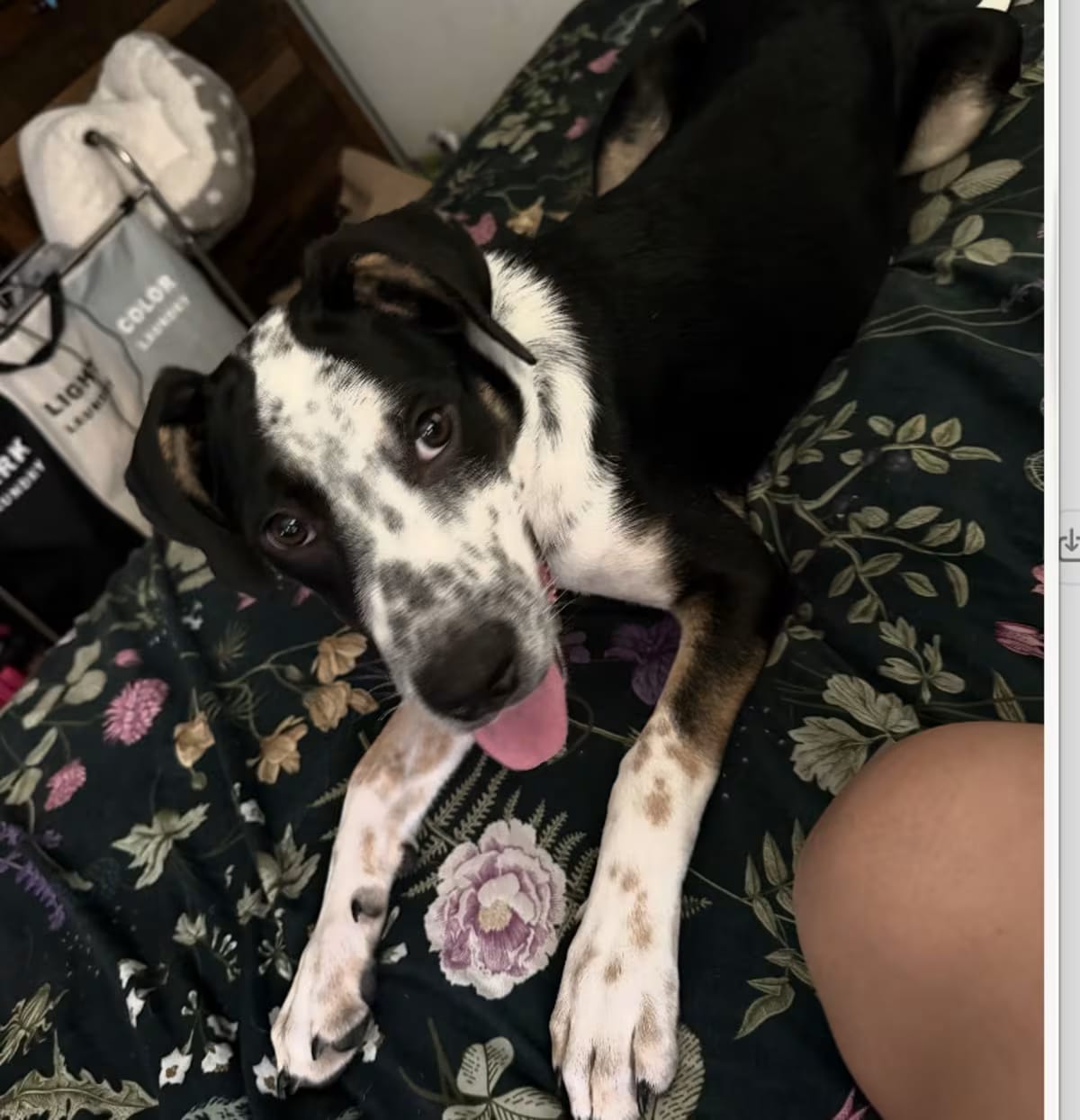 Photo of Grace Kelly, adoptable Blue Heeler in Houston, Texas