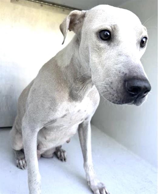 Photo of Senior Labrador Retriever mix, adoptable Labrador Retriever mix in Houston, Texas