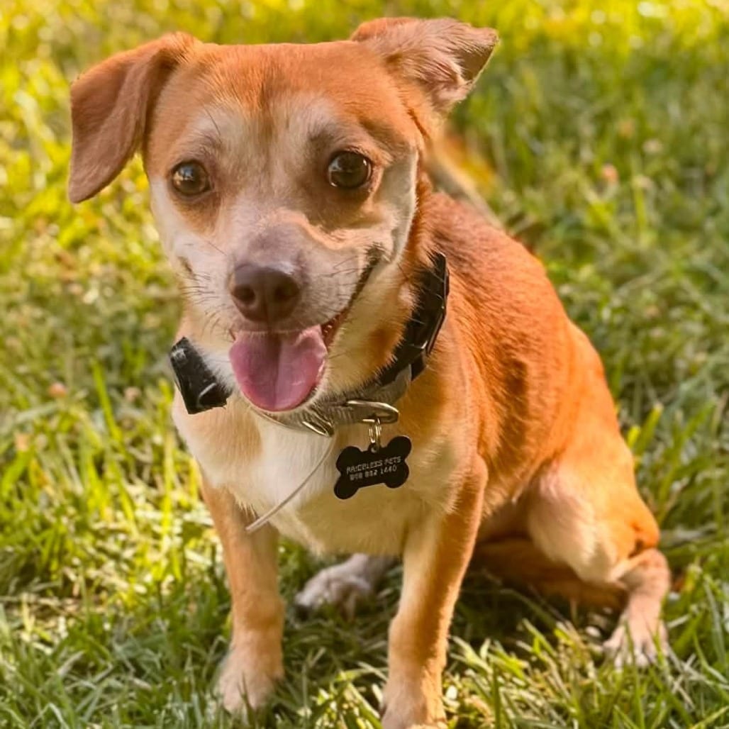 Photo of Ranger - Costa Mesa Location, adoptable Chihuahua / Mix