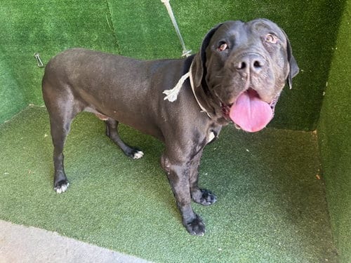 Photo of Zane, adoptable Cane Corso Mastiff in Lancaster, California