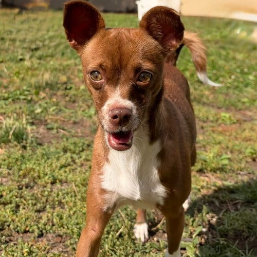 Photo of Surprise, adoptable Chihuahua in Oakland, California
