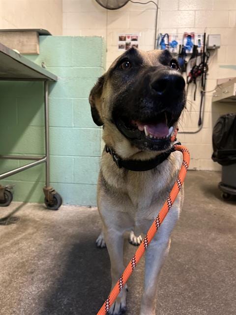 Photo of Raja, adoptable German Shepherd Dog in Sacramento, California