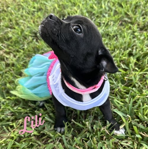 Photo of Lili #plush-toy-litter, adoptable Jack Russell Terrier in HOUSTON, Texas