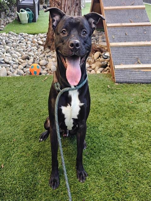 Photo of Fazbear, adoptable Pit Bull Terrier in San Jose, California
