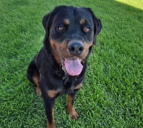Photo of Fizzlepop, adoptable Rottweiler in Albuquerque, New Mexico