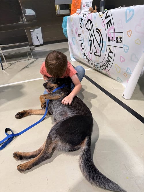 Photo of Murphy, adoptable Australian Cattle Dog/Blue Heeler in Monticello, Mississippi