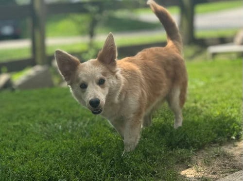 Photo of Finn, adoptable Corgi in Florence, Kentucky
