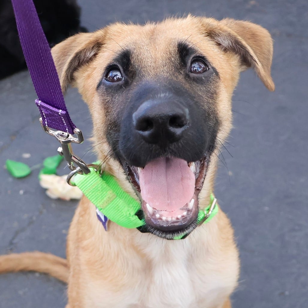 Photo of Felix, adoptable Shepherd / Mixed Breed (Medium) in San Francisco, California