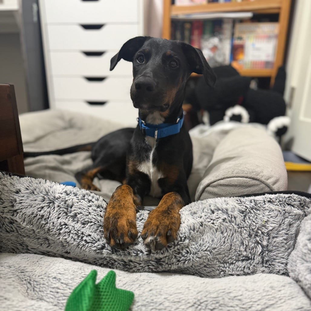 Photo of Twain D12493, adoptable Pinscher, Doberman / Retriever, Labrador in Princeton area, Minnesota