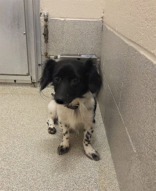Photo of Max, adoptable Dachshund in Statesville, North Carolina