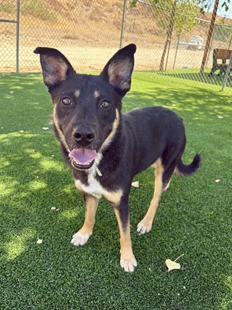 Photo of Cubby, adoptable Australian Cattle Dog/Blue Heeler in Castaic, California