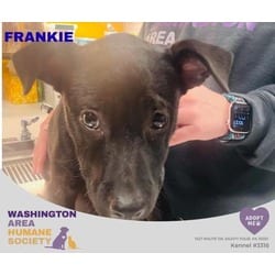 Photo of Frankie, adoptable Australian Cattle Dog in Eighty Four, Pennsylvania