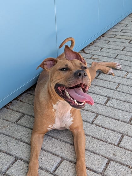 Photo of Shelda (In Foster), adoptable Terrier in New Orleans, Louisiana