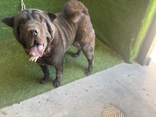 Photo of A5806543, adoptable Chinese Shar-Pei in Lancaster, California
