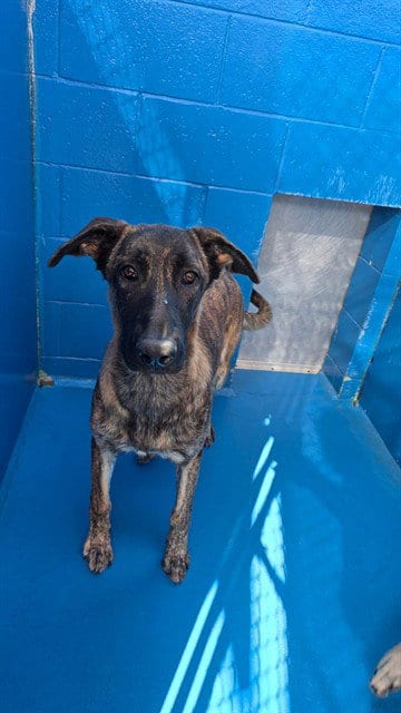 Photo of A170998, adoptable Belgian Shepherd Malinois in Bakersfield, California
