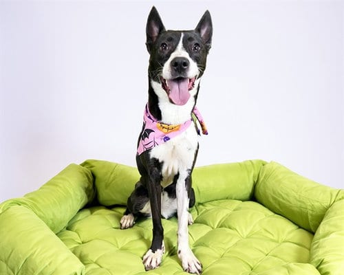 Photo of Zarina, adoptable Labrador Retriever in Ft Lauderdale, Florida