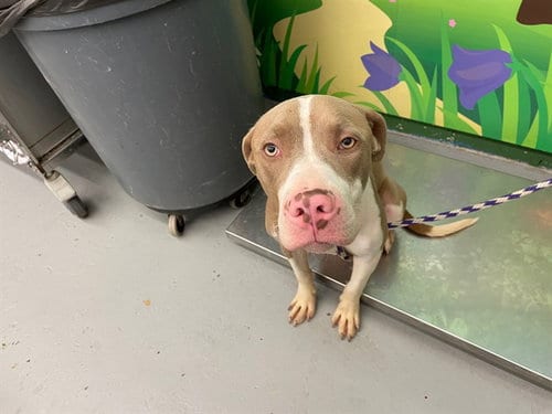 Photo of Chuck, adoptable Pit Bull Terrier in Waco, Texas