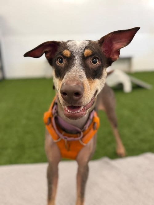 Photo of Eco, adoptable Australian Shepherd in Phoenix, Arizona