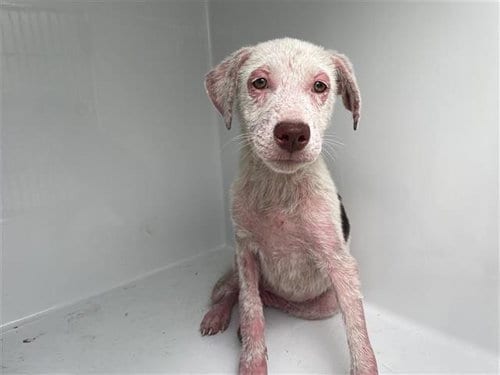 Photo of A661760, adoptable Labrador Retriever in Houston, Texas