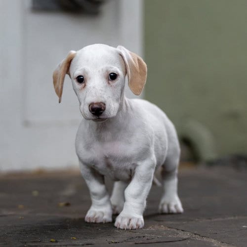Photo of Noodle Pup - Bucatini, adoptable Wirehaired Fox Terrier in San Diego, California