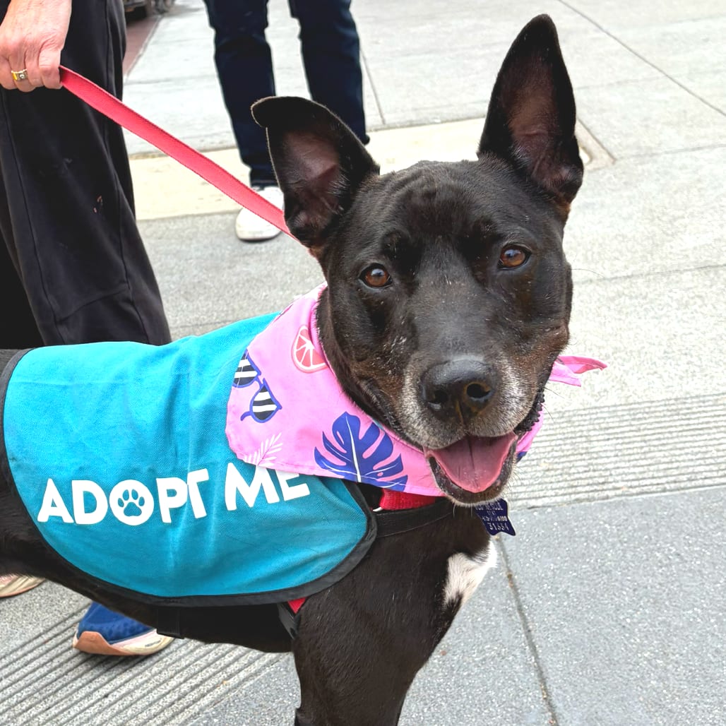 Photo of Revi, adoptable Mixed Breed (Medium) in San Francisco, California