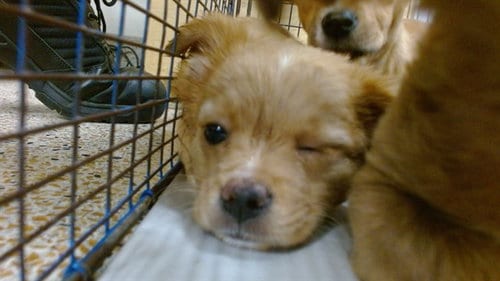 Photo of Shiela, adoptable Chihuahua in Miami, Florida