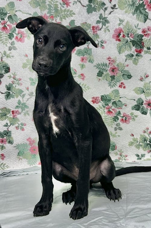 Photo of Powell, adoptable Labrador Retriever in Wetumpka, Alabama