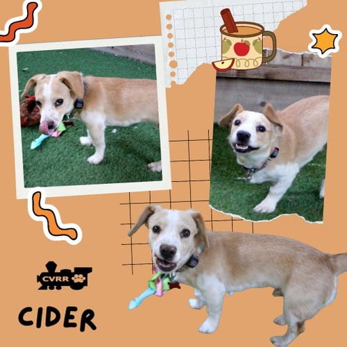 Photo of Cider, adoptable Beagle in Lindsay, California