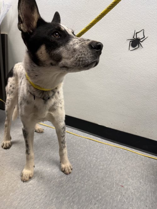 Photo of Butcher, adoptable Australian Cattle Dog/Blue Heeler in Las Vegas, New Mexico