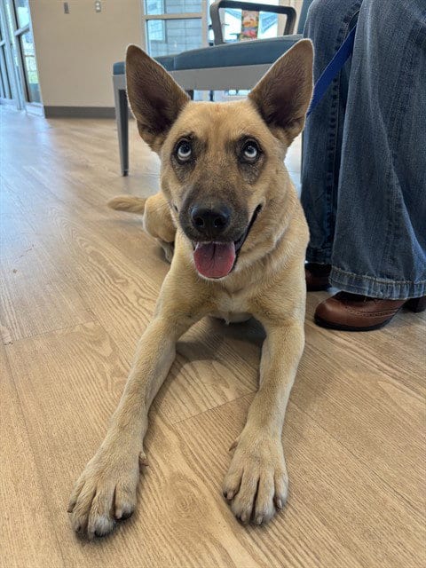 Photo of Sasha, adoptable Belgian Shepherd Malinois in Pearland, Texas