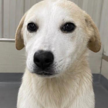 Photo of Veronica, adoptable Mixed Breed (Large) in Skokie, Illinois