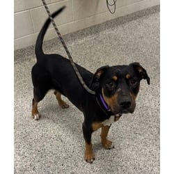 Photo of Draco, adoptable Mixed Breed (Medium) in Kansas City, Missouri