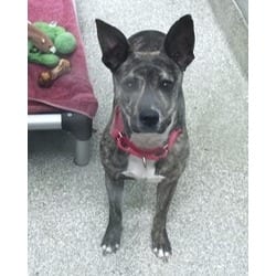 Photo of Pumpernickel, adoptable American Pit Bull Terrier in Washington, District of Columbia