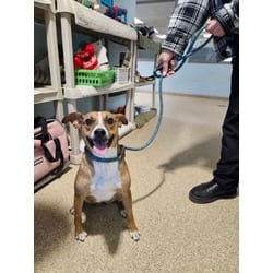 Photo of Lily, adoptable Mixed Breed (Medium) in Munster, Indiana