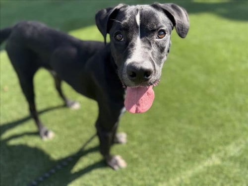 Photo of Achilles, adoptable Labrador Retriever in Los Angeles, California