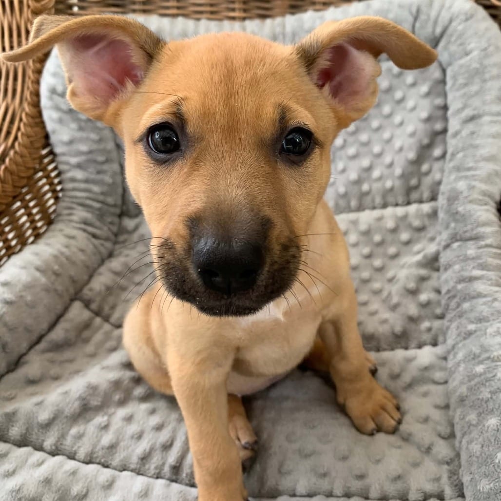 Photo of Nina -*Available 9/12*Chino Hills Location, adoptable Shepherd / Mix
