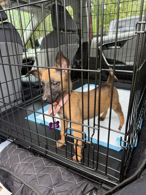 Photo of Disney Dogs - Perdita, adoptable Belgian Shepherd Malinois in Imlay City, Michigan