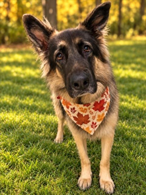 Photo of Delilah, adoptable German Shepherd Dog in Clinton Township, Michigan