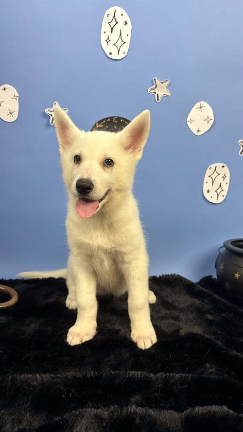 Photo of Bryaxis, adoptable German Shepherd Dog in Phoenix, Arizona