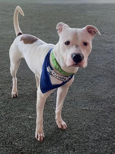 Photo of Copito, adoptable American Bulldog in Miami, Florida