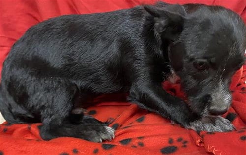 Photo of Toby, adoptable Wirehaired Fox Terrier in Modesto, California