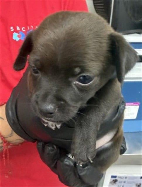 Photo of Dolores, adoptable Norfolk Terrier in San Bernardino, California