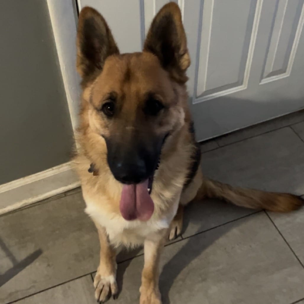 Photo of Hunter - Home to Home, adoptable Shepherd, German in South Elgin, Illinois