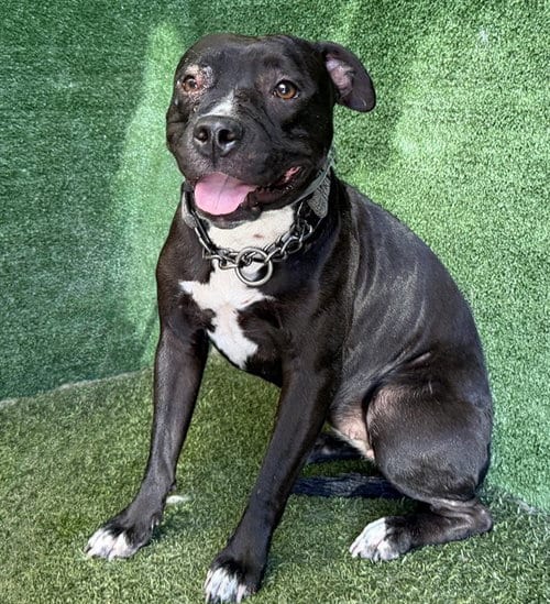 Photo of Puppy, adoptable Staffordshire Bull Terrier in Lancaster, California
