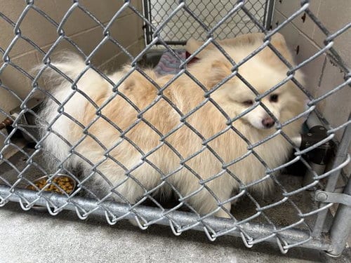 Photo of Winky, adoptable Pomeranian in Fairfield, California