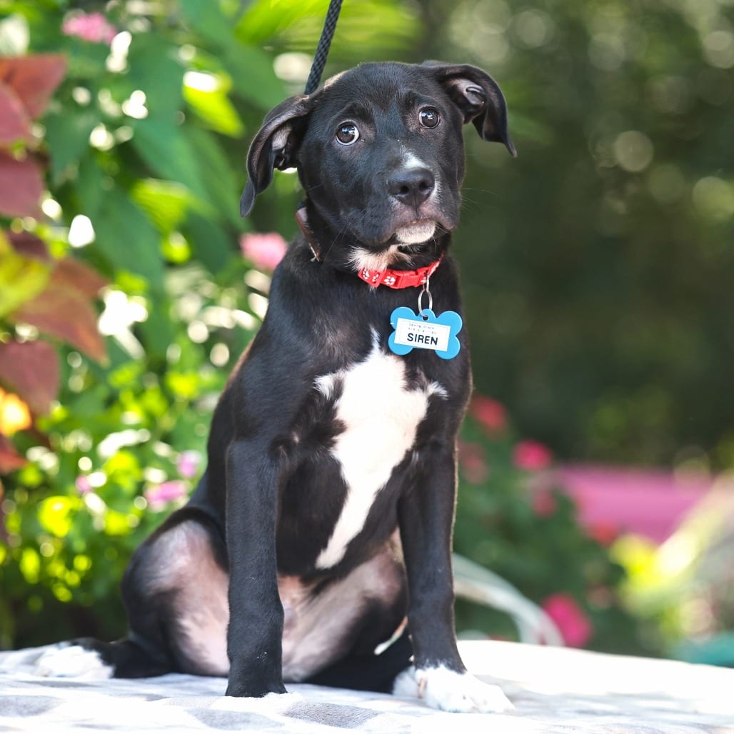 Photo of Siren, adoptable Retriever, Labrador in Wake Forest, North Carolina