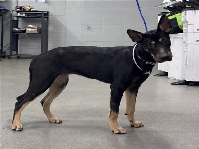 Photo of Candy, adoptable German Shepherd Dog mix in Houston, Texas
