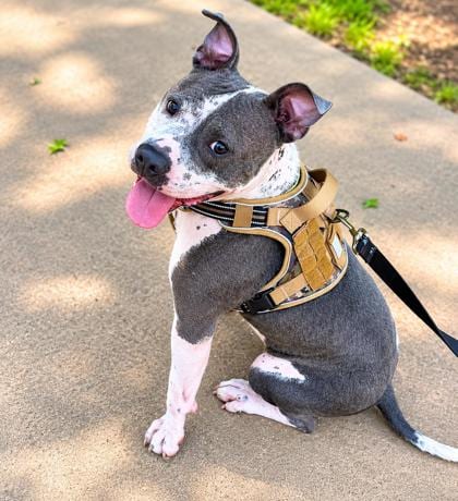 Photo of Bombay, adoptable dog in Atlanta, Georgia