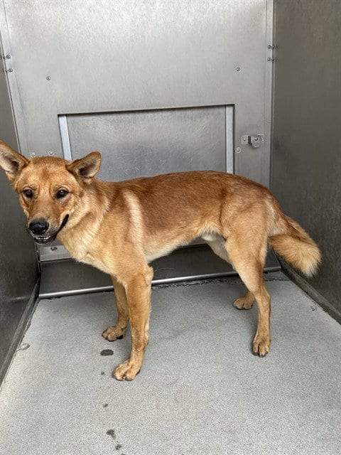 Photo of Berry, adoptable German Shepherd Dog in Lancaster, California