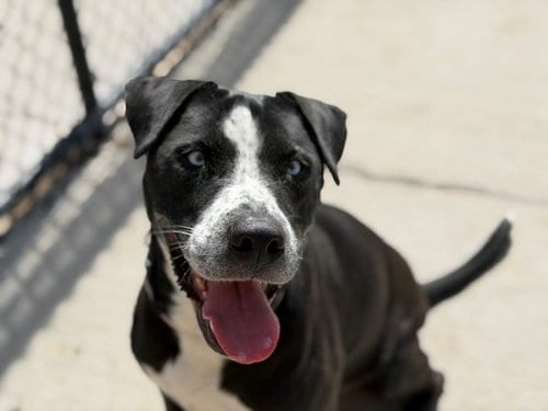 Photo of Montana, adoptable Labrador Retriever in Tulsa, Oklahoma